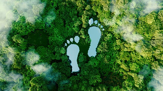 Fodaftryk på en baggrund af skov.