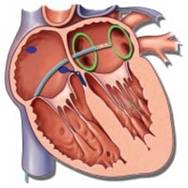 Indmunding af lungevener.