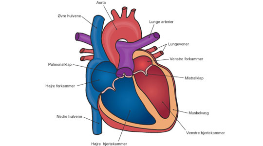 Hjerte anatomi.