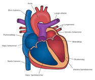 Hjerte anatomi.