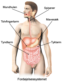Fordøjelsessystemet.