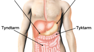 Fordøjelsessystemet.