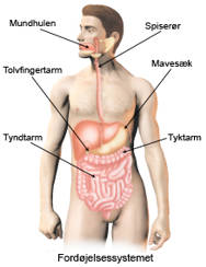 Fordøjelsessystemet.