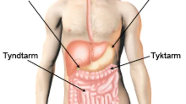 Fordøjelsessystemet.