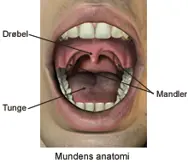 Mundens anatomi.