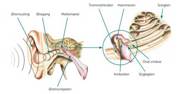 Ørets anatomi.