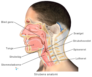 Strubens anatomi.
