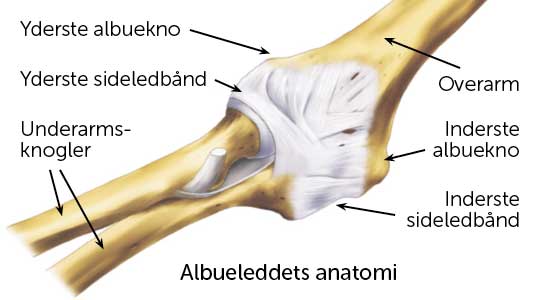 Albueleddets anatomi.