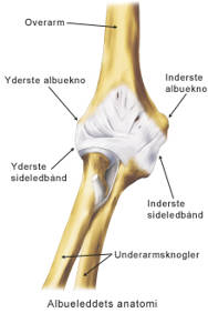 Albueleddets anatomi.