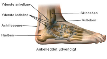 Ankelleddet udvendigt.