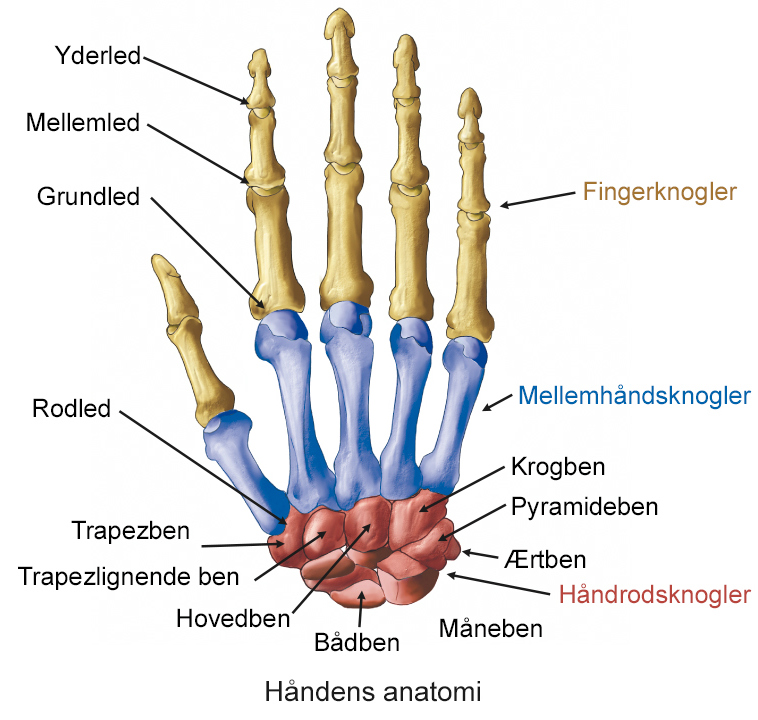 Illustration af håndens anatomi.