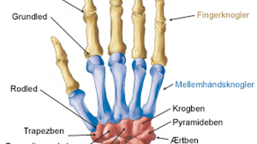 Håndens anatomi.