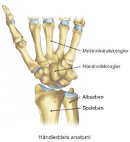 Håndleddets anatomi.