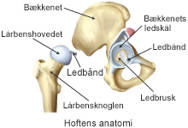 Hoftens anatomi.