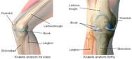 Knæets anatomi fra siden og knæets anatomi forfra.