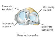 Knæled set ovenfra.