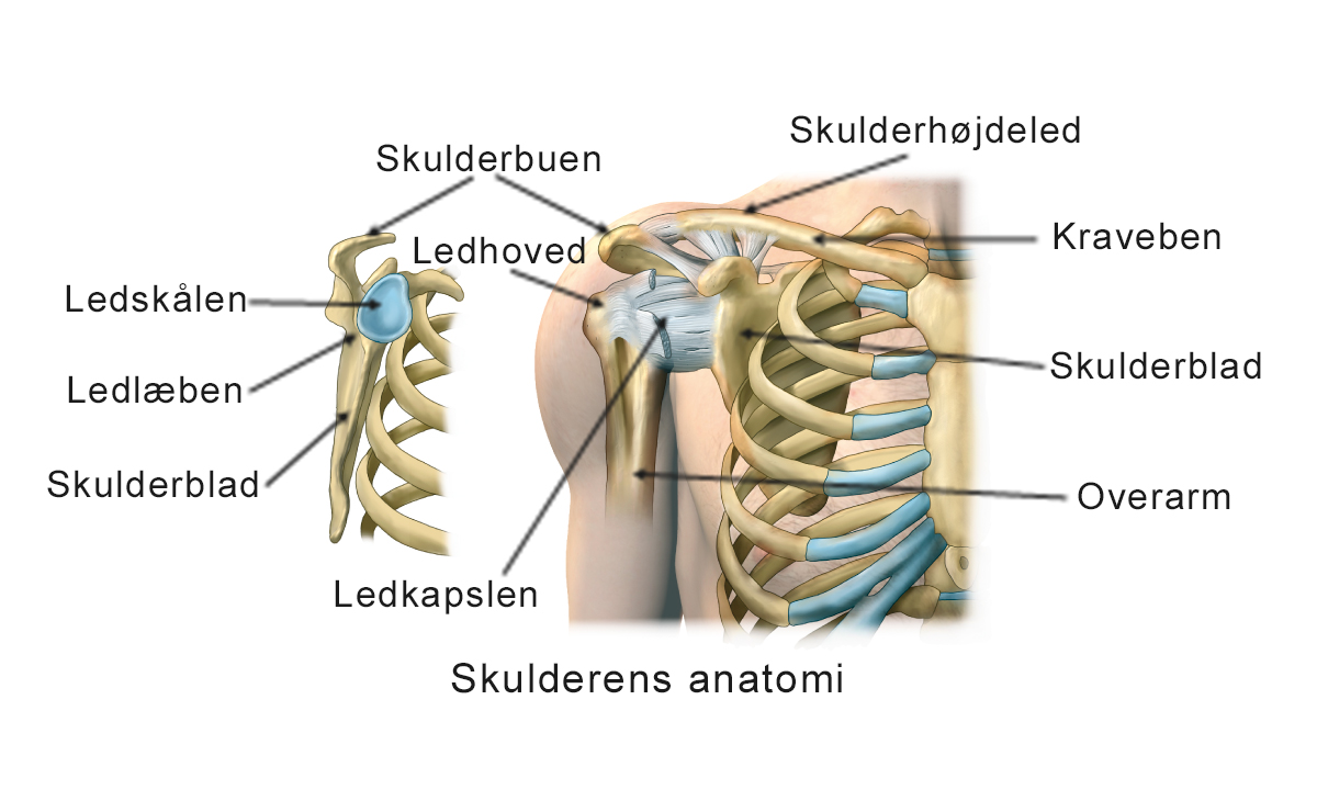 Illustration af skulderens anatomi.
