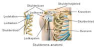 Skulderens anatomi.