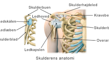 Skulderens anatomi.