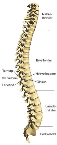 Rygraden.